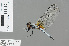  ( - RMNH.INS.501383)  @13 [ ] CreativeCommons - Attribution Non-Commercial Share-Alike (2013) Unspecified Naturalis Biodiversity Center