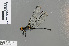  ( - RMNH.INS.501398)  @12 [ ] CreativeCommons - Attribution Non-Commercial Share-Alike (2013) Unspecified Naturalis Biodiversity Center