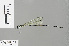  ( - RMNH.INS.501431)  @13 [ ] CreativeCommons - Attribution Non-Commercial Share-Alike (2013) Unspecified Naturalis Biodiversity Center