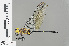  ( - RMNH.INS.501443)  @13 [ ] CreativeCommons - Attribution Non-Commercial Share-Alike (2013) Unspecified Naturalis Biodiversity Center