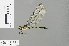  ( - RMNH.INS.501456)  @13 [ ] CreativeCommons - Attribution Non-Commercial Share-Alike (2013) Unspecified Naturalis Biodiversity Center
