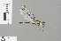  ( - RMNH.INS.501486)  @13 [ ] CreativeCommons - Attribution Non-Commercial Share-Alike (2013) Unspecified Naturalis Biodiversity Center