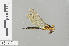  ( - RMNH.INS.501497)  @13 [ ] CreativeCommons - Attribution Non-Commercial Share-Alike (2013) Unspecified Naturalis Biodiversity Center
