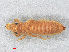  (Cornigomphus mariannae - RMNH.INS.501527)  @14 [ ] CreativeCommons - Attribution Non-Commercial Share-Alike (2013) Unspecified Naturalis Biodiversity Center