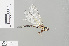  ( - RMNH.INS.501533)  @13 [ ] CreativeCommons - Attribution Non-Commercial Share-Alike (2013) Unspecified Naturalis Biodiversity Center