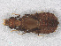  ( - RMNH.INS.501560)  @13 [ ] CreativeCommons - Attribution Non-Commercial Share-Alike (2013) Unspecified Naturalis Biodiversity Center