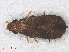  ( - RMNH.INS.501578)  @12 [ ] CreativeCommons - Attribution Non-Commercial Share-Alike (2013) Unspecified Naturalis Biodiversity Center