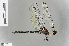  ( - RMNH.INS.501582)  @11 [ ] CreativeCommons - Attribution Non-Commercial Share-Alike (2013) Unspecified Naturalis Biodiversity Center