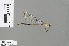  ( - RMNH.INS.501586)  @13 [ ] CreativeCommons - Attribution Non-Commercial Share-Alike (2013) Unspecified Naturalis Biodiversity Center