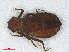  ( - RMNH.INS.501623)  @14 [ ] CreativeCommons - Attribution Non-Commercial Share-Alike (2013) Unspecified Naturalis Biodiversity Center