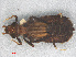  ( - RMNH.INS.501644)  @12 [ ] CreativeCommons - Attribution Non-Commercial Share-Alike (2013) Unspecified Naturalis Biodiversity Center