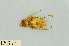  ( - RMNH.INS.501647)  @11 [ ] CreativeCommons - Attribution Non-Commercial Share-Alike (2013) Unspecified Naturalis Biodiversity Center