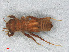  ( - RMNH.INS.501653)  @12 [ ] CreativeCommons - Attribution Non-Commercial Share-Alike (2013) Unspecified Naturalis Biodiversity Center
