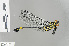  ( - RMNH.INS.501657)  @13 [ ] CreativeCommons - Attribution Non-Commercial Share-Alike (2013) Unspecified Naturalis Biodiversity Center