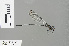 (Mesocnemis tisi - RMNH.INS.501659)  @13 [ ] CreativeCommons - Attribution Non-Commercial Share-Alike (2013) Unspecified Naturalis Biodiversity Center