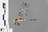  ( - RMNH.INS.501664)  @13 [ ] CreativeCommons - Attribution Non-Commercial Share-Alike (2013) Unspecified Naturalis Biodiversity Center