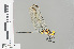  ( - RMNH.INS.501666)  @13 [ ] CreativeCommons - Attribution Non-Commercial Share-Alike (2013) Unspecified Naturalis Biodiversity Center