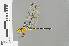  ( - RMNH.INS.501667)  @13 [ ] CreativeCommons - Attribution Non-Commercial Share-Alike (2013) Unspecified Naturalis Biodiversity Center