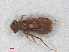  (Notiothemis robertsi - RMNH.INS.501680)  @14 [ ] CreativeCommons - Attribution Non-Commercial Share-Alike (2013) Unspecified Naturalis Biodiversity Center