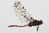  ( - RMNH.INS.501765)  @13 [ ] CreativeCommons - Attribution Non-Commercial Share-Alike (2013) Unspecified Naturalis Biodiversity Center