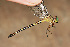  (Ebegomphus schroederi - RMNH.INS.501794)  @11 [ ] CreativeCommons - Attribution Non-Commercial Share-Alike (2013) Unspecified Naturalis Biodiversity Center