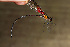  (Hetaerina laesa - RMNH.INS.501802)  @13 [ ] CreativeCommons - Attribution Non-Commercial Share-Alike (2013) Unspecified Naturalis Biodiversity Center