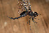  ( - RMNH.INS.501803)  @12 [ ] CreativeCommons - Attribution Non-Commercial Share-Alike (2013) Unspecified Naturalis Biodiversity Center