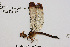  ( - RMNH.INS.501817)  @12 [ ] CreativeCommons - Attribution Non-Commercial Share-Alike (2013) Unspecified Naturalis Biodiversity Center