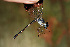  ( - RMNH.INS.501818)  @12 [ ] CreativeCommons - Attribution Non-Commercial Share-Alike (2013) Unspecified Naturalis Biodiversity Center