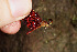  (Perithemis - RMNH.INS.501833)  @13 [ ] CreativeCommons - Attribution Non-Commercial Share-Alike (2013) Unspecified Naturalis Biodiversity Center