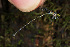  ( - RMNH.INS.501838)  @11 [ ] CreativeCommons - Attribution Non-Commercial Share-Alike (2013) Unspecified Naturalis Biodiversity Center