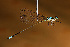  (Aeolagrion dorsale - RMNH.INS.501849)  @14 [ ] CreativeCommons - Attribution Non-Commercial Share-Alike (2013) Unspecified Naturalis Biodiversity Center