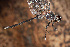  ( - RMNH.INS.501936)  @13 [ ] CreativeCommons - Attribution Non-Commercial Share-Alike (2013) Unspecified Naturalis Biodiversity Center