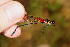  (Hetaerina caja - RMNH.INS.501942)  @13 [ ] CreativeCommons - Attribution Non-Commercial Share-Alike (2013) Unspecified Naturalis Biodiversity Center
