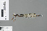  (Drepanosticta lepyricollis - RMNH.INS.501978)  @13 [ ] CreativeCommons - Attribution Non-Commercial Share-Alike (2013) Unspecified Naturalis Biodiversity Center