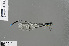  ( - RMNH.INS.502055)  @13 [ ] CreativeCommons - Attribution Non-Commercial Share-Alike (2013) Unspecified Naturalis Biodiversity Center