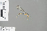  (Archiargiolestes parvulus - RMNH.INS.502083)  @12 [ ] CreativeCommons - Attribution Non-Commercial Share-Alike (2013) Unspecified Naturalis Biodiversity Center