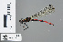  (Chlorocypha victoriae - RMNH.INS.502112)  @14 [ ] CreativeCommons - Attribution Non-Commercial Share-Alike (2013) Unspecified Naturalis Biodiversity Center