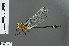  (Neurogomphus martininus - RMNH.INS.502168)  @14 [ ] CreativeCommons - Attribution Non-Commercial Share-Alike (2013) Unspecified Naturalis Biodiversity Center