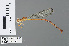  (Ceriagrion varians - RMNH.INS.502226)  @13 [ ] CreativeCommons - Attribution Non-Commercial Share-Alike (2013) Unspecified Naturalis Biodiversity Center