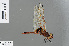  ( - RMNH.INS.502246)  @13 [ ] CreativeCommons - Attribution Non-Commercial Share-Alike (2013) Unspecified Naturalis Biodiversity Center