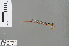  (Ceriagrion ignitum - RMNH.INS.502248)  @14 [ ] CreativeCommons - Attribution Non-Commercial Share-Alike (2013) Unspecified Naturalis Biodiversity Center