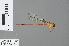  (Ceriagrion tricrenaticeps - RMNH.INS.502273)  @14 [ ] CreativeCommons - Attribution Non-Commercial Share-Alike (2013) Unspecified Naturalis Biodiversity Center