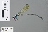  (Allocnemis superba - RMNH.INS.502277)  @14 [ ] CreativeCommons - Attribution Non-Commercial Share-Alike (2013) Unspecified Naturalis Biodiversity Center