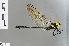  ( - RMNH.INS.502290)  @13 [ ] CreativeCommons - Attribution Non-Commercial Share-Alike (2013) Unspecified Naturalis Biodiversity Center