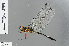 ( - RMNH.INS.502329)  @14 [ ] CreativeCommons - Attribution Non-Commercial Share-Alike (2013) Unspecified Naturalis Biodiversity Center