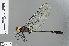 ( - RMNH.INS.502338)  @12 [ ] CreativeCommons - Attribution Non-Commercial Share-Alike (2013) Unspecified Naturalis Biodiversity Center