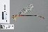  (Ceriagrion platystigma - RMNH.INS.502399)  @14 [ ] CreativeCommons - Attribution Non-Commercial Share-Alike (2013) Unspecified Naturalis Biodiversity Center