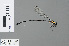  (Elattoneura vittata - RMNH.INS.502414)  @14 [ ] CreativeCommons - Attribution Non-Commercial Share-Alike (2013) Unspecified Naturalis Biodiversity Center