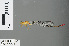  (Ceriagrion annulatum - RMNH.INS.502429)  @13 [ ] CreativeCommons - Attribution Non-Commercial Share-Alike (2013) Unspecified Naturalis Biodiversity Center